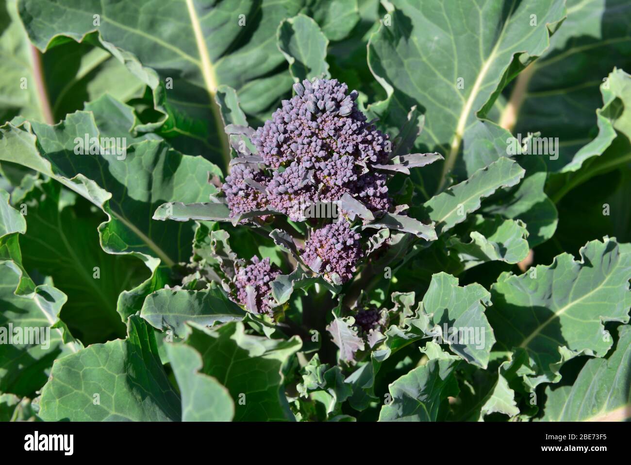 Broccoli (Brassica oleracea) germogliato in giardino, Regno Unito Foto Stock