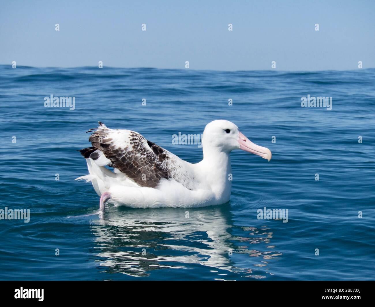 Southern Royal Albatross Seduto sulle acque calme dell'Oceano Pacifico dalla costa di Kaikoura, Nuova Zelanda Foto Stock