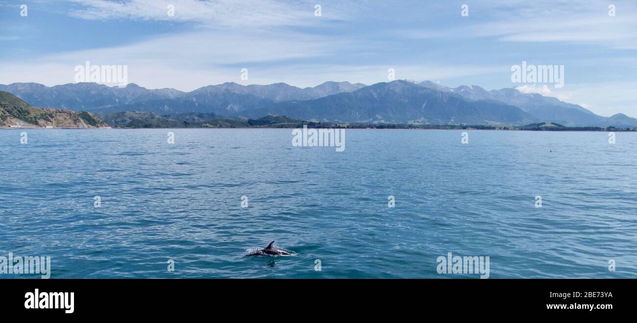 Panoramica delle catene Seaward Kaikoura e del Monte Fyffe con un delfino Dusky (Lagenorhynchus obscurus) in primo piano Foto Stock