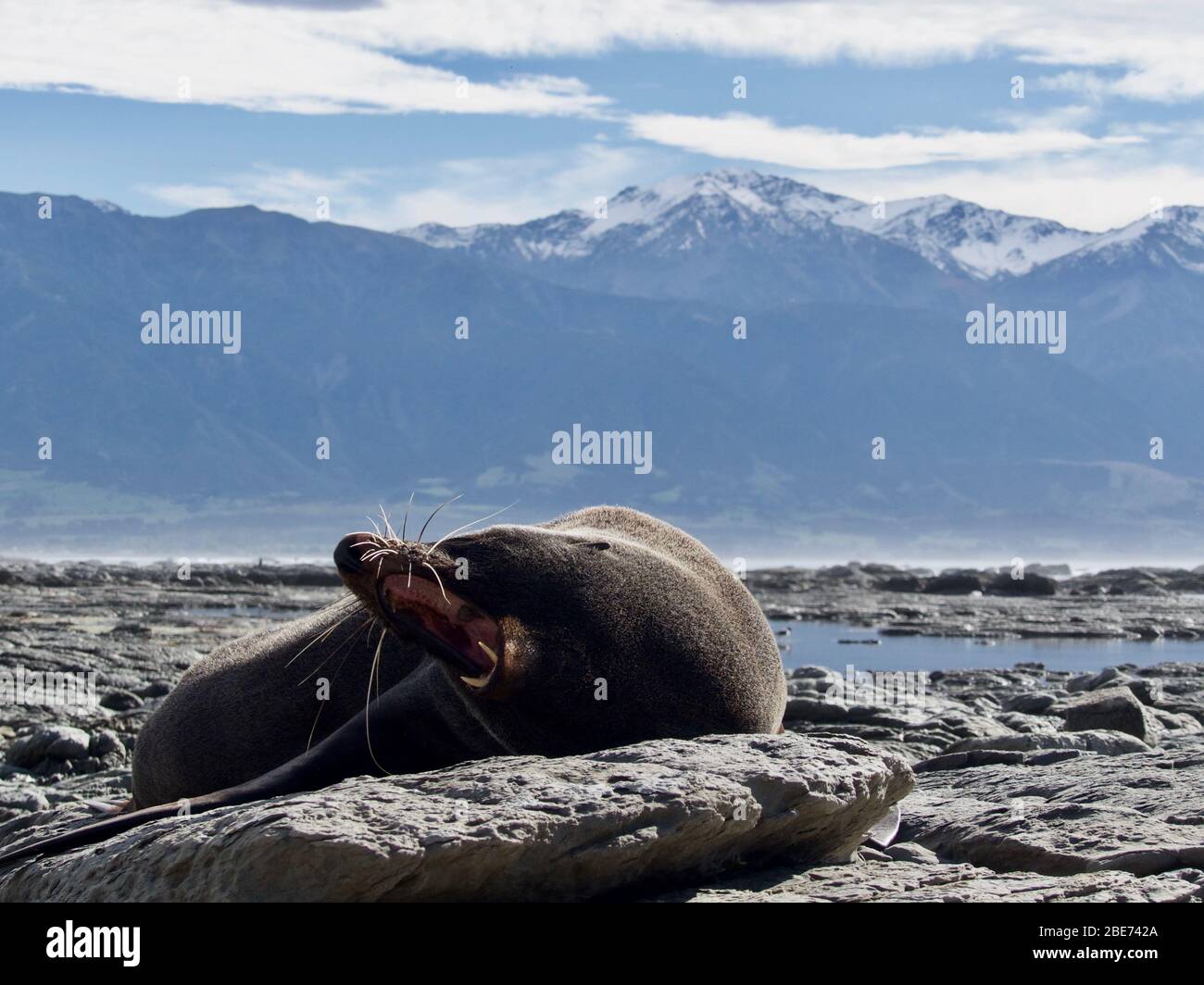 Seal paura (Arctocephalus forsteri) che si innevano sulla spiaggia con innevate Kaikoura Ranges sullo sfondo Foto Stock