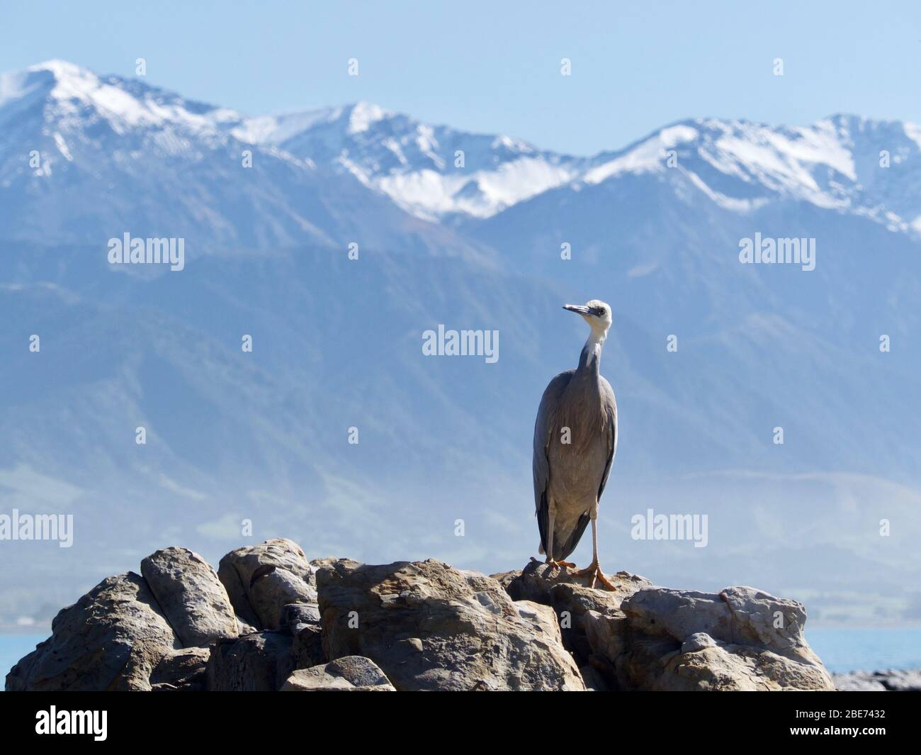 Heron dalle facciate bianche (Egretta novaehollandiae), ritratto completo sullo sfondo delle catene montuose Kaikoura Seaward innevate Foto Stock