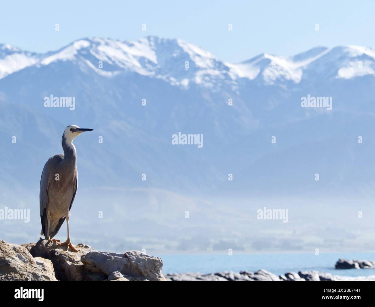 Heron dalle facciate bianche (Egretta novaehollandiae), ritratto completo sullo sfondo delle catene montuose Kaikoura Seaward innevate Foto Stock