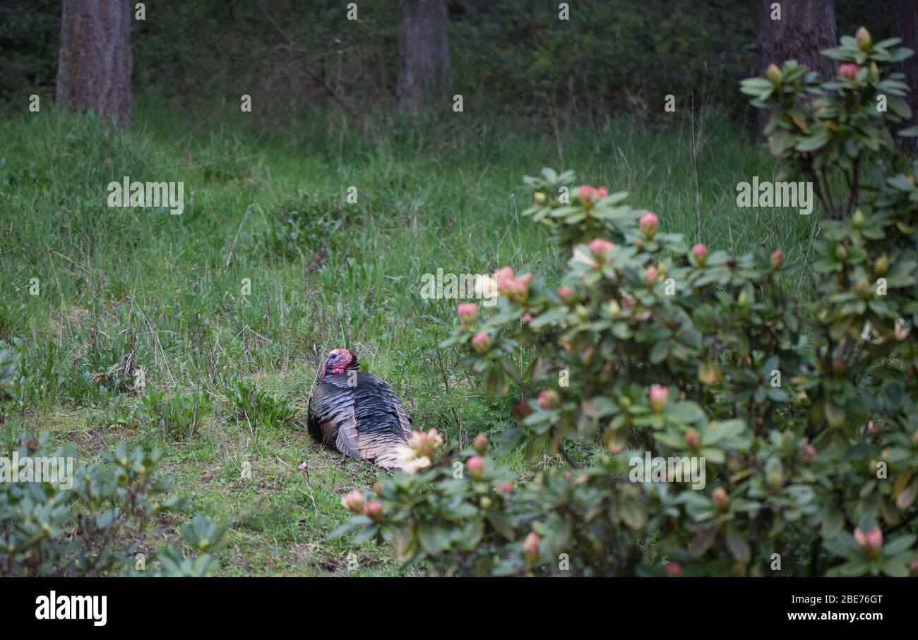 una turchia selvaggia adagiata nell'erba di Eugene, Oregon, USA. Foto Stock