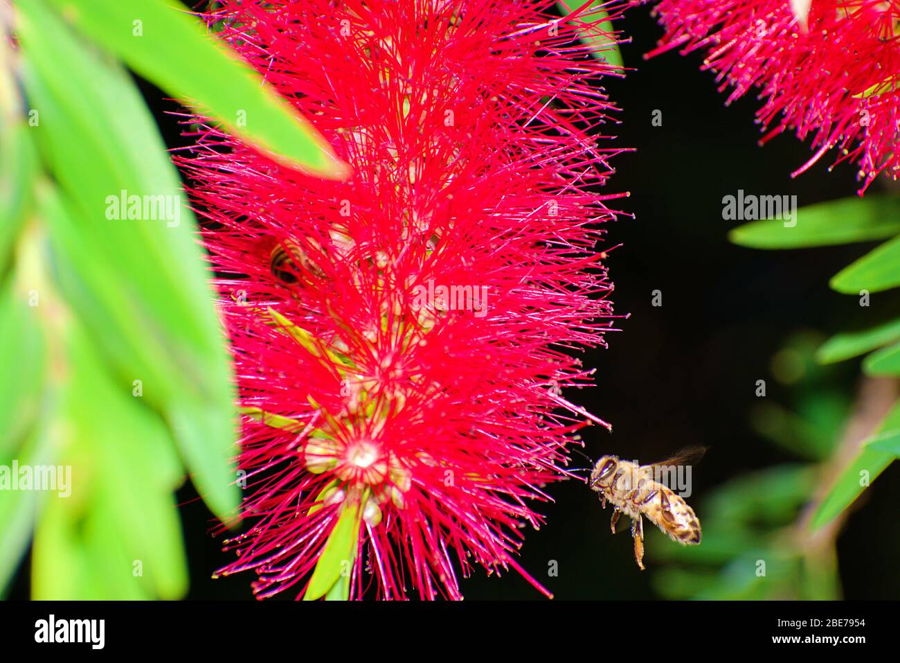 Spazzola da fondo Callistemon Crimison Foto Stock