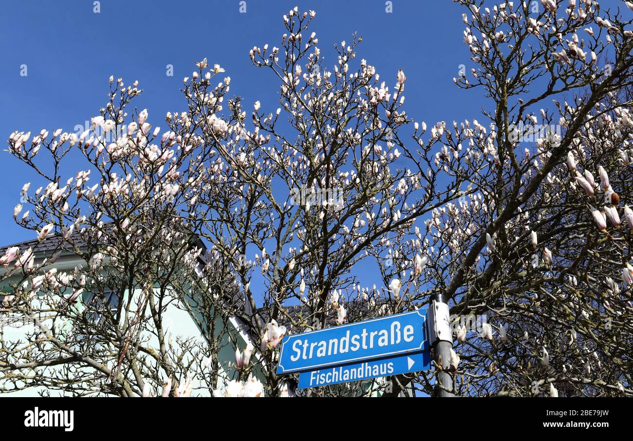 Zingst, Germania. 07 aprile 2020. Un albero di magnolia è in fiore. L'Unione per la conservazione della natura e della biodiversità Germania (NABU) sta attualmente incoraggiando le osservazioni di piante e animali nel paesaggio con il suo progetto no-profit "Naturgucker". Sul portale Internet Naturgucker, gli osservatori possono segnalare i loro avvistamenti dal selvaggio o dal proprio balcone. Credit: Bernd Wüstneck/dpa-Zentralbild/ZB/dpa/Alamy Live News Foto Stock