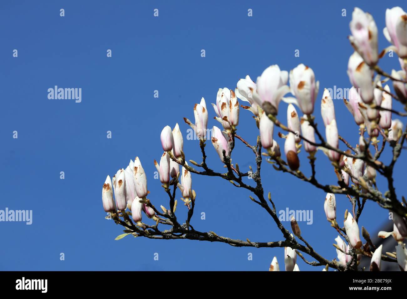 Wustrow, Germania. 07 aprile 2020. Un albero di magnolia è in fiore. L'Unione per la conservazione della natura e della biodiversità Germania (NABU) sta attualmente incoraggiando le osservazioni di piante e animali nel paesaggio con il suo progetto no-profit "Naturgucker". Sul portale Internet Naturgucker, gli osservatori possono segnalare i loro avvistamenti dal selvaggio o dal proprio balcone. Credit: Bernd Wüstneck/dpa-Zentralbild/ZB/dpa/Alamy Live News Foto Stock