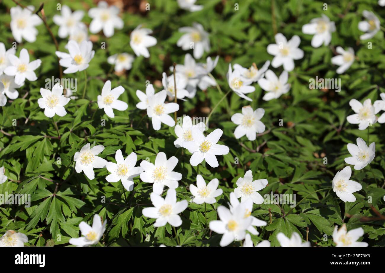 Heiligendamm, Germania. 07 aprile 2020. Anemoni (anemoni del vento) fioriscono in un parco. L'Unione tedesca per la conservazione della natura e della biodiversità (NABU) sta attualmente incoraggiando le osservazioni di piante e animali nel paesaggio con il suo progetto no profit "Naturgucker". Sul portale Internet Naturgucker, gli osservatori possono segnalare i loro avvistamenti dal selvaggio o dal proprio balcone. Credit: Bernd Wüstneck/dpa-Zentralbild/ZB/dpa/Alamy Live News Foto Stock