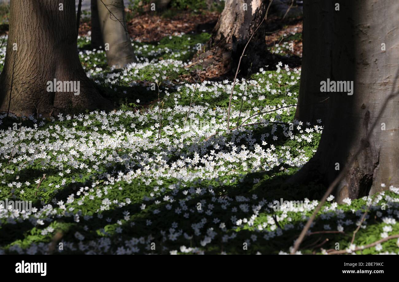 Heiligendamm, Germania. 07 aprile 2020. Anemoni (anemoni del vento) fioriscono in un parco. L'Unione tedesca per la conservazione della natura e della biodiversità (NABU) sta attualmente incoraggiando le osservazioni di piante e animali nel paesaggio con il suo progetto no profit "Naturgucker". Sul portale Internet Naturgucker, gli osservatori possono segnalare i loro avvistamenti dal selvaggio o dal proprio balcone. Credit: Bernd Wüstneck/dpa-Zentralbild/ZB/dpa/Alamy Live News Foto Stock