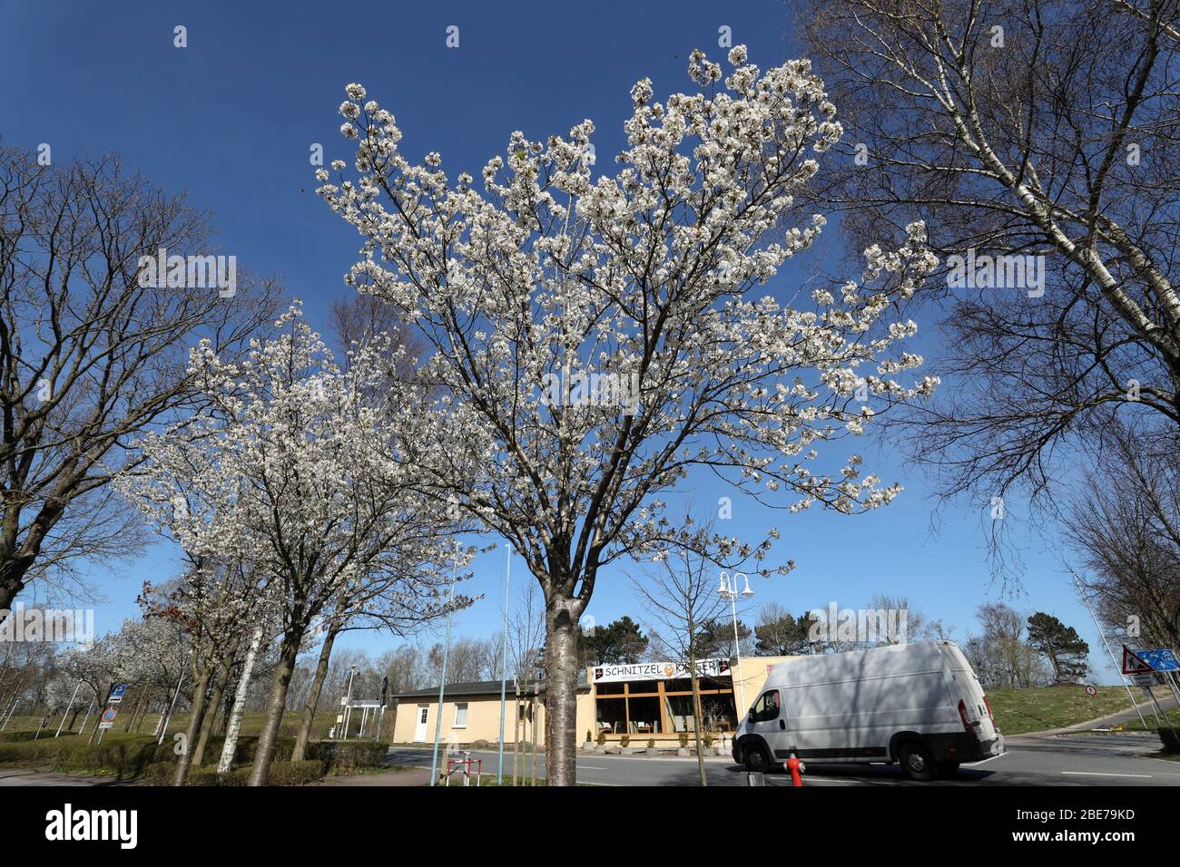 Zingst, Germania. 07 aprile 2020. Un albero è in fiore. Con il progetto no-profit "Naturgucker", la Società tedesca per la conservazione della natura (NABU) sta attualmente incoraggiando le osservazioni di piante e animali nel paesaggio. Sul portale Internet Naturgucker, gli osservatori possono segnalare i loro avvistamenti dal selvaggio o dal proprio balcone. Credit: Bernd Wüstneck/dpa-Zentralbild/ZB/dpa/Alamy Live News Foto Stock