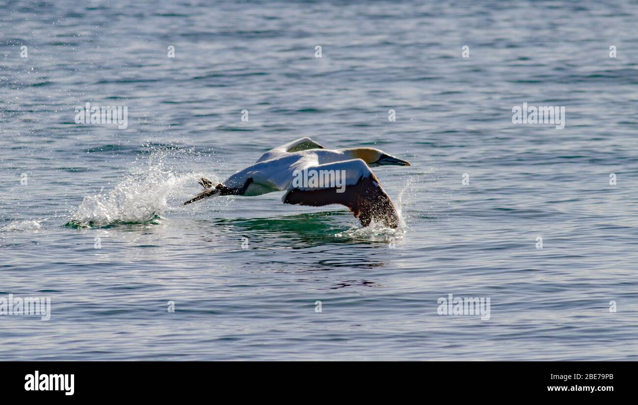 Gannet che prende fuori dopo la cattura del pesce Foto Stock