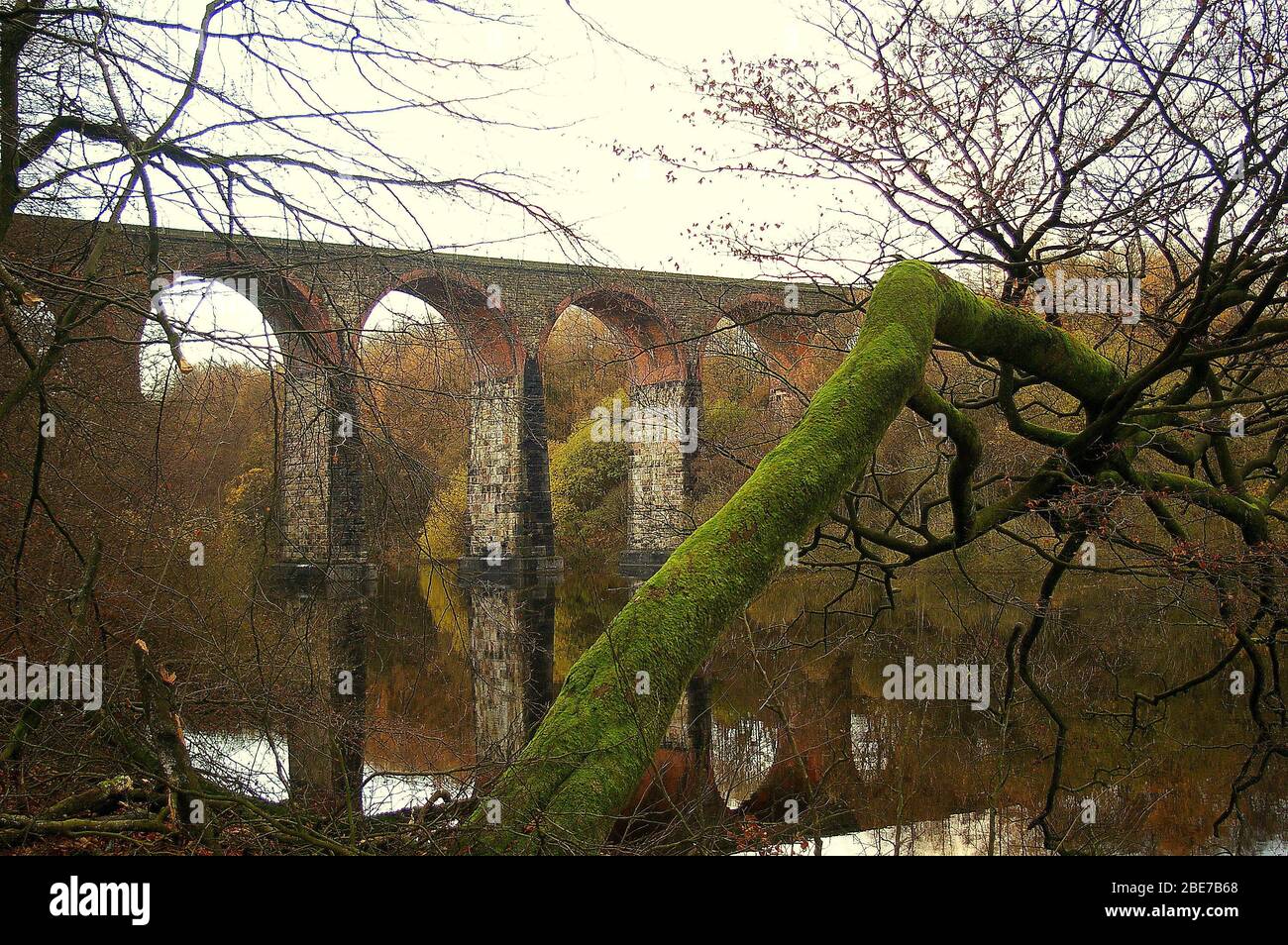 Ramo coperto di muschio che si allunga su un bacino idrico di Lanchashire con un alto ponte ad arco ferroviario sullo sfondo Foto Stock