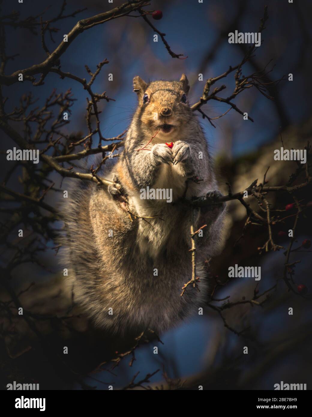 Adorabile scoiattolo seduto sul ramo e mangiare frutti di bosco rosso. Incontro con la fauna selvatica a Vancouver Island Canada Foto Stock