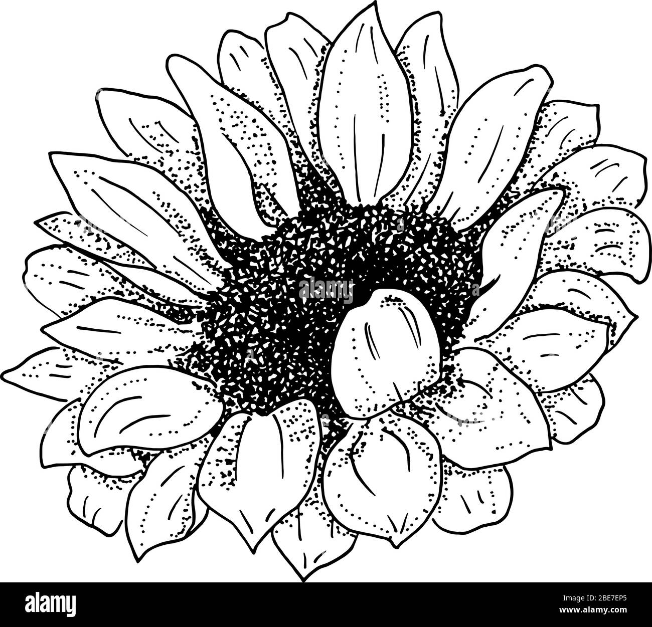 Girasole vettoriale, disegno in inchiostro bianco e nero, isolato su sfondo bianco, adatto per stampaggio a caldo Illustrazione Vettoriale