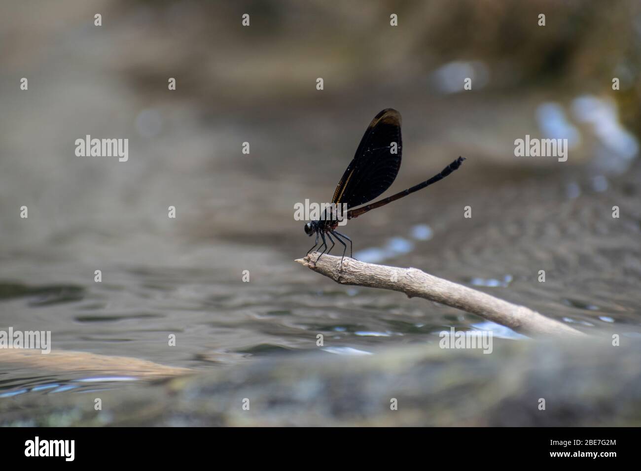 Dragonfly prendere un riposo in acqua Foto Stock