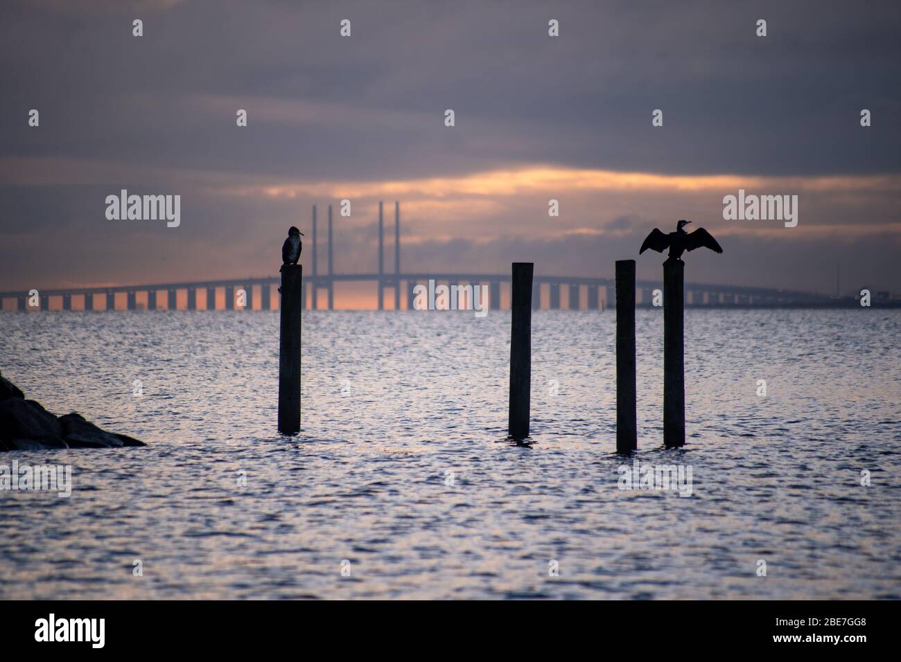 Alcuni cormorani che si erige su pali e asciugano sullo sfondo il ponte tra Copenaghen Danimarca e Malmo Svezia, Oresundsbro, Foto Stock