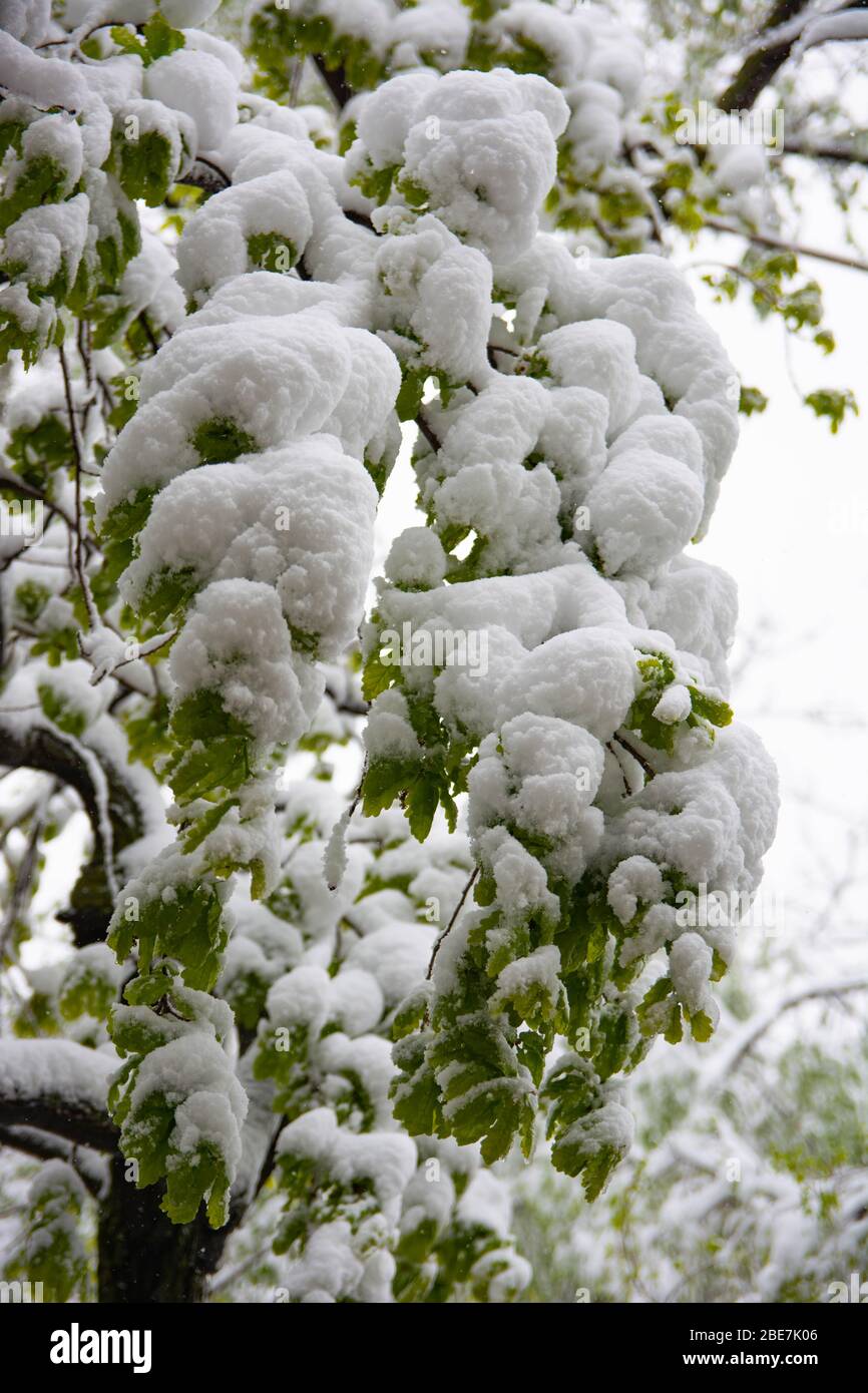 Foglie di quercia verde coperte di neve. Foto Stock