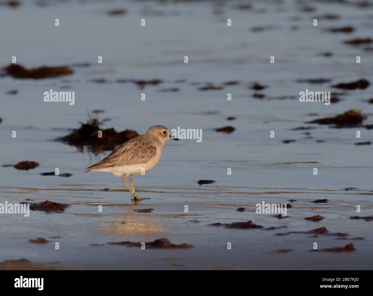 Ornitello in pericolo di estinzione della Nuova Zelanda dotterel sulla spiaggia Foto Stock