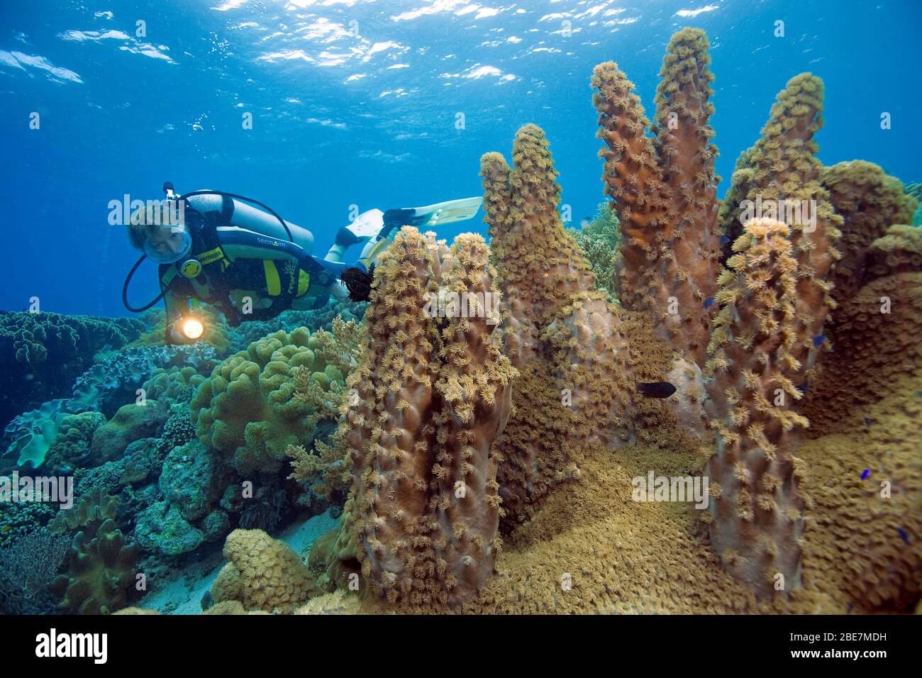 Subacqueo a un corallo Bowl (Turbinaria peltata), Moalboal, Cebu, Visayas, Filippine Foto Stock