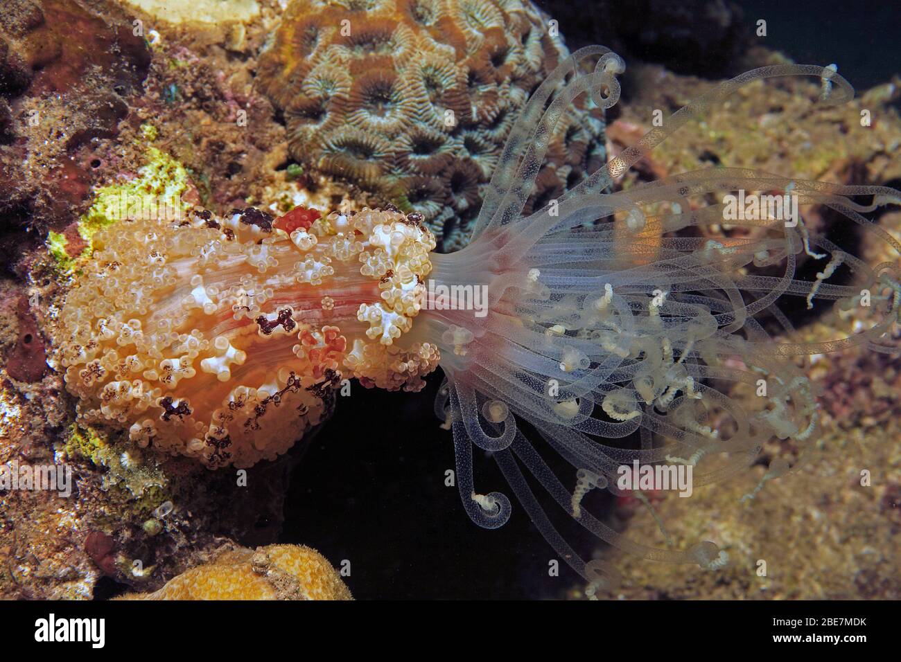 Notte Tuberculate Anemone (Alicia sansibarensis), anemone marino con tentacoli estremamente lunghi, Camiguin, Filippine Foto Stock