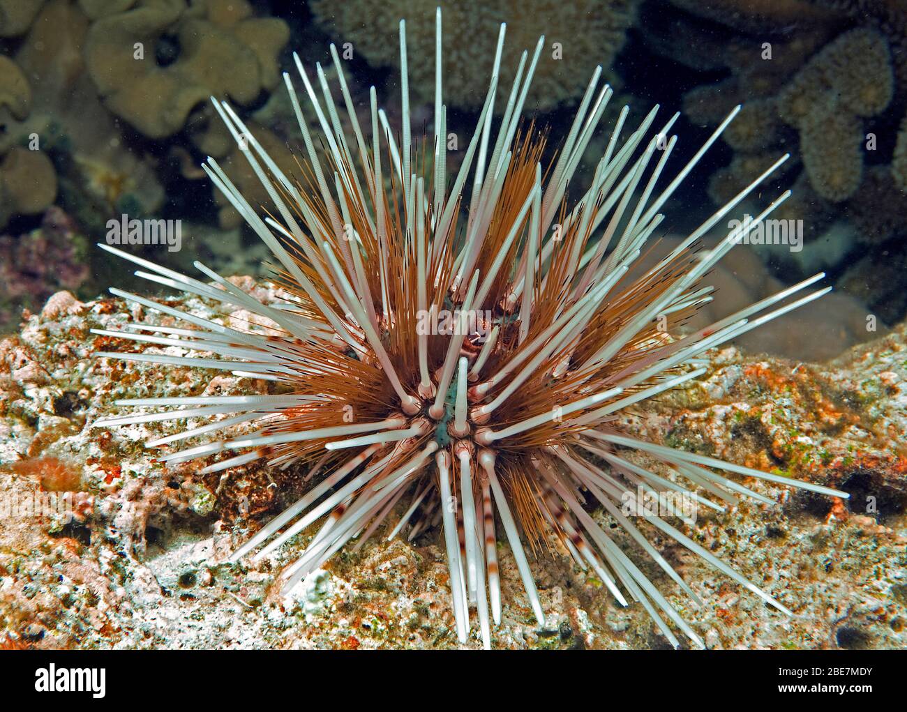 Hatpin Urchin (Echinotrix calamaris), lunghe spine taglienti, Moalboal, Cebu, Visayas, Filippine Foto Stock
