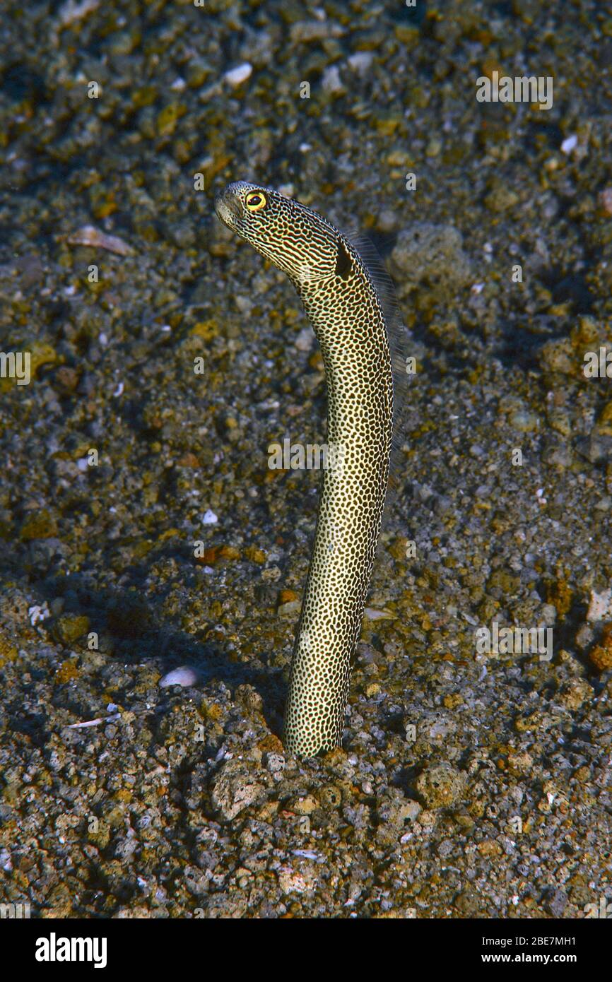 Giardino Spotted Eel (Heteroconger hassi), Isole Salomone Foto Stock