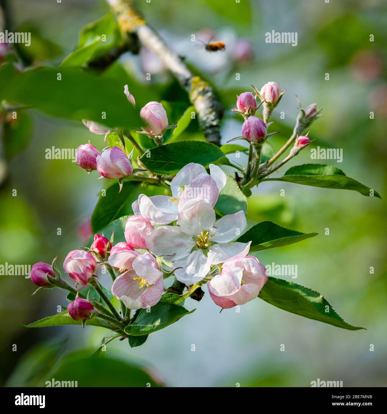 Primo piano di Apple Blossom rosa, fiori e boccioli Foto Stock