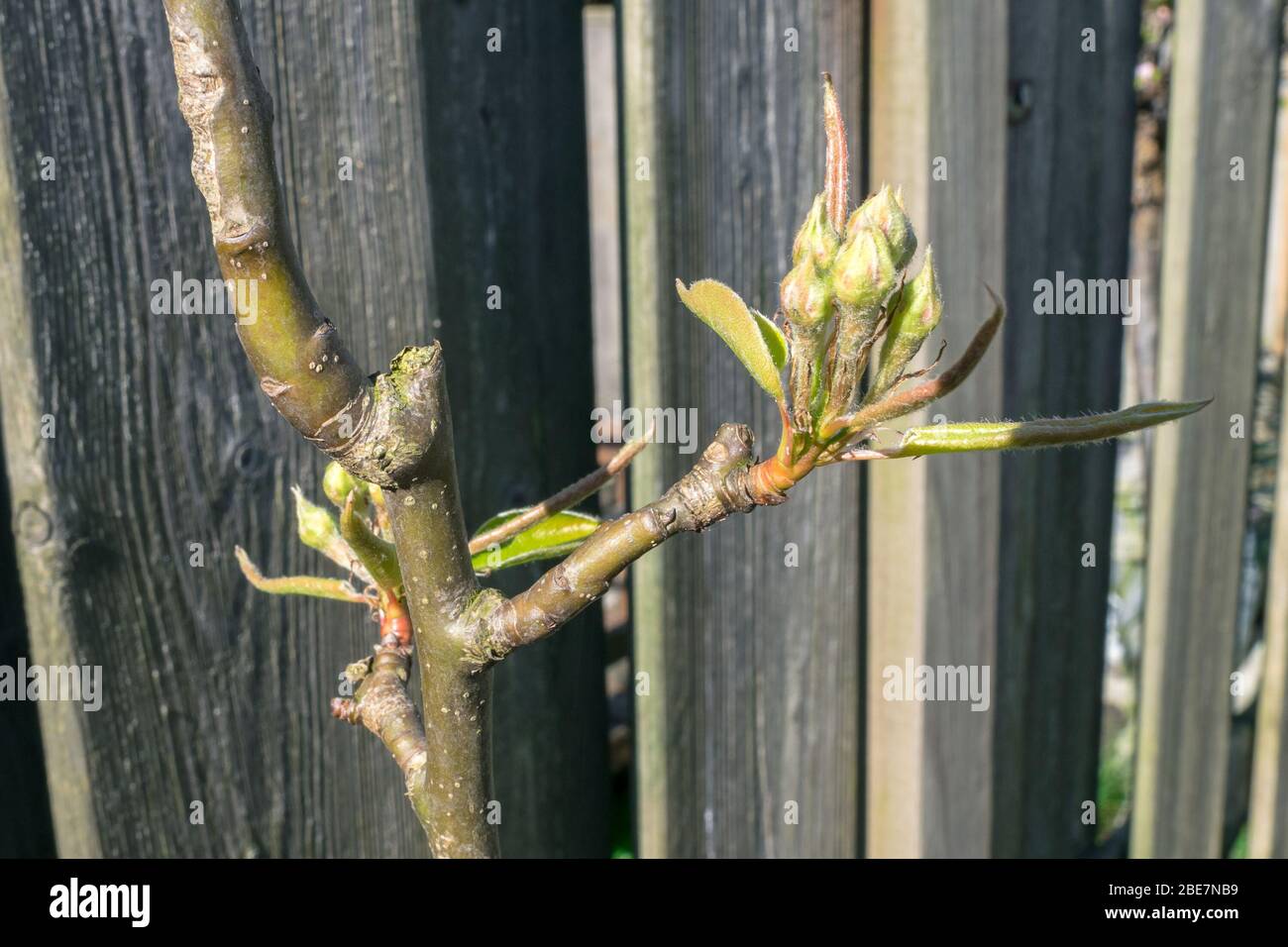 Bella vista dettagliata delle gemme di fiori di un albero di pera. Messa a fuoco selettiva. Foto Stock