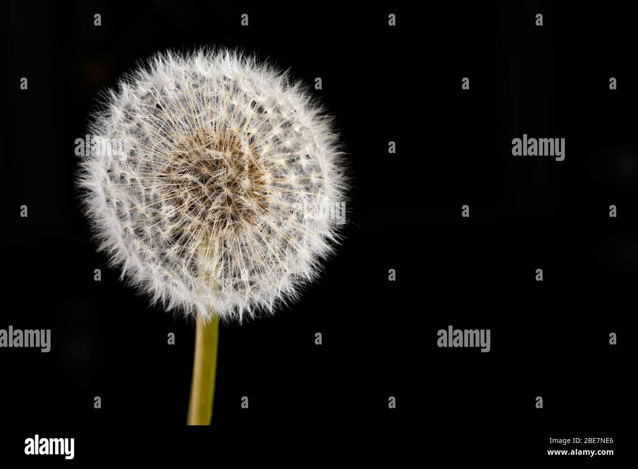 Testa di semi di dente di leone isolata su sfondo nero Foto Stock