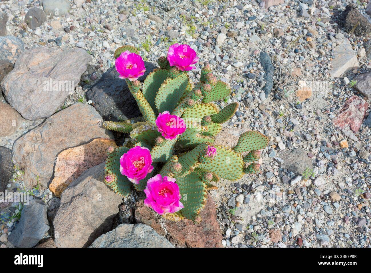 Bella viola fiori in fiore cactus selvatico deserto Foto Stock