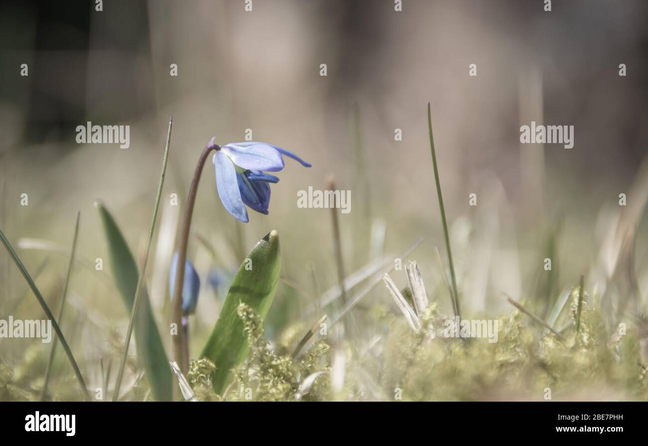 Lo squill siberiano fiorisce nel giardino Foto Stock