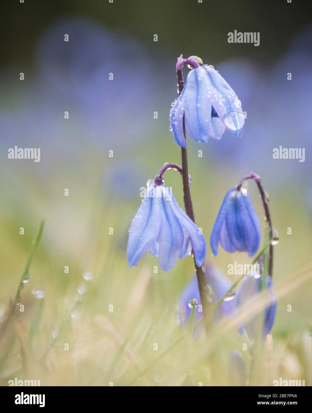 Lo squill siberiano fiorisce nel giardino Foto Stock