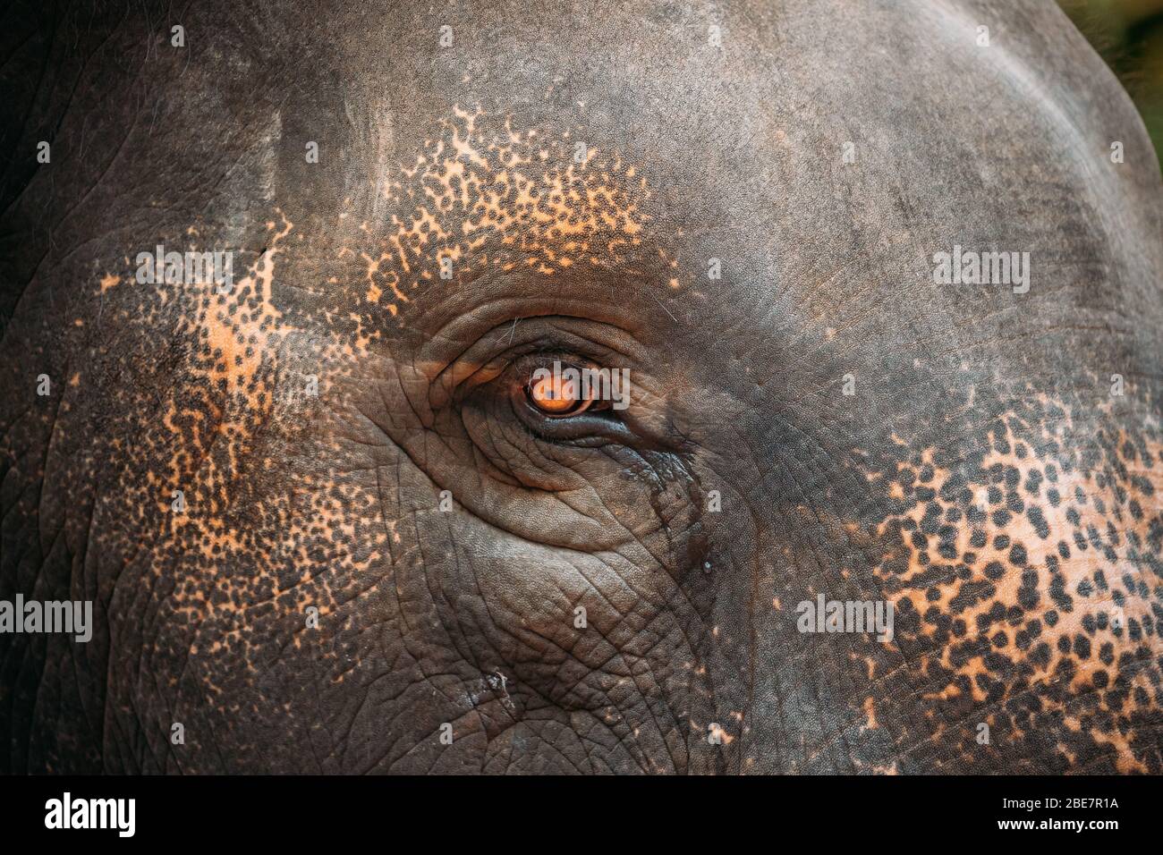 Goa, India. Vista ravvicinata dell'occhio della mucca dell'elefante. Foto Stock