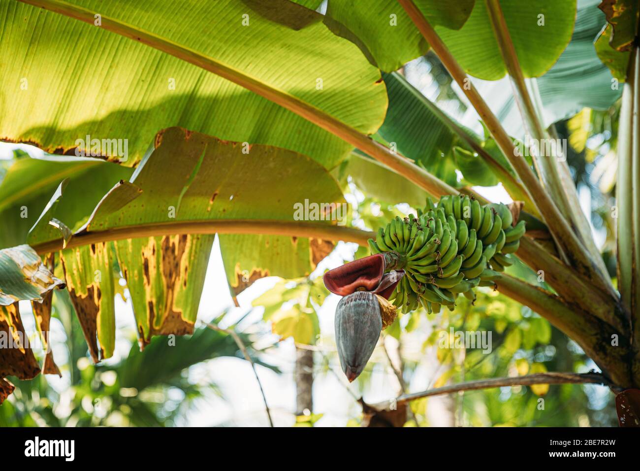 Goa, India. Banana albero che mostra frutta e infiorescenza. Foto Stock