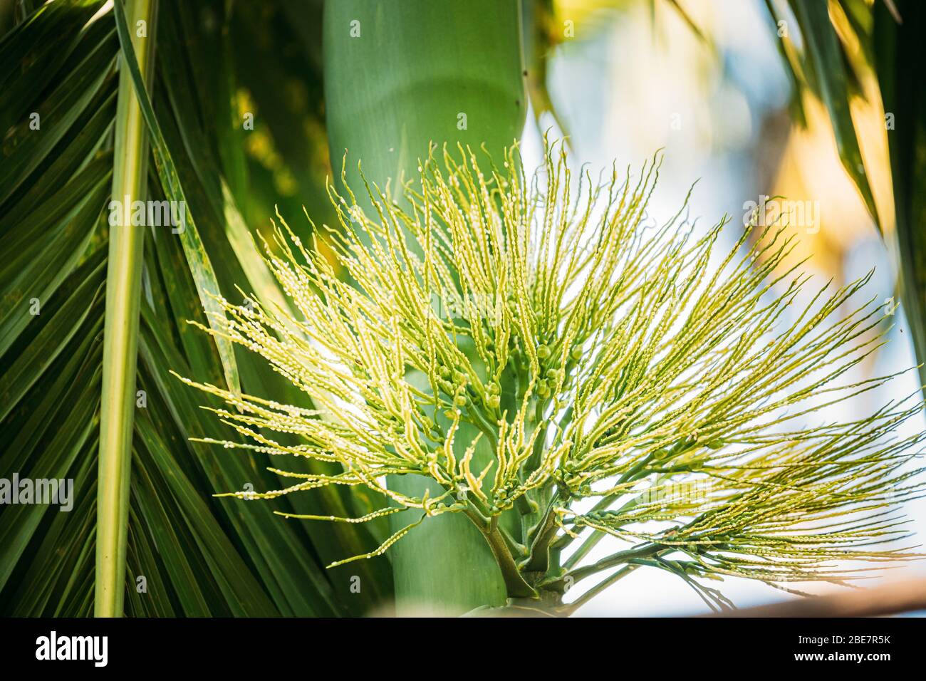 Goa, India. Giovani germogli verdi di Areta Catechu Palm. Foto Stock