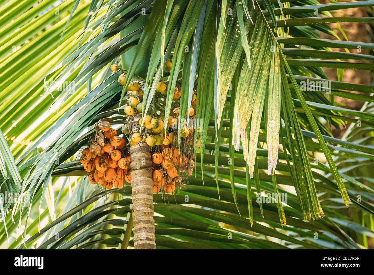 Goa, India. Areca Catechu Palm con noci Narcotiche su sfondo foglie verdi. Foto Stock