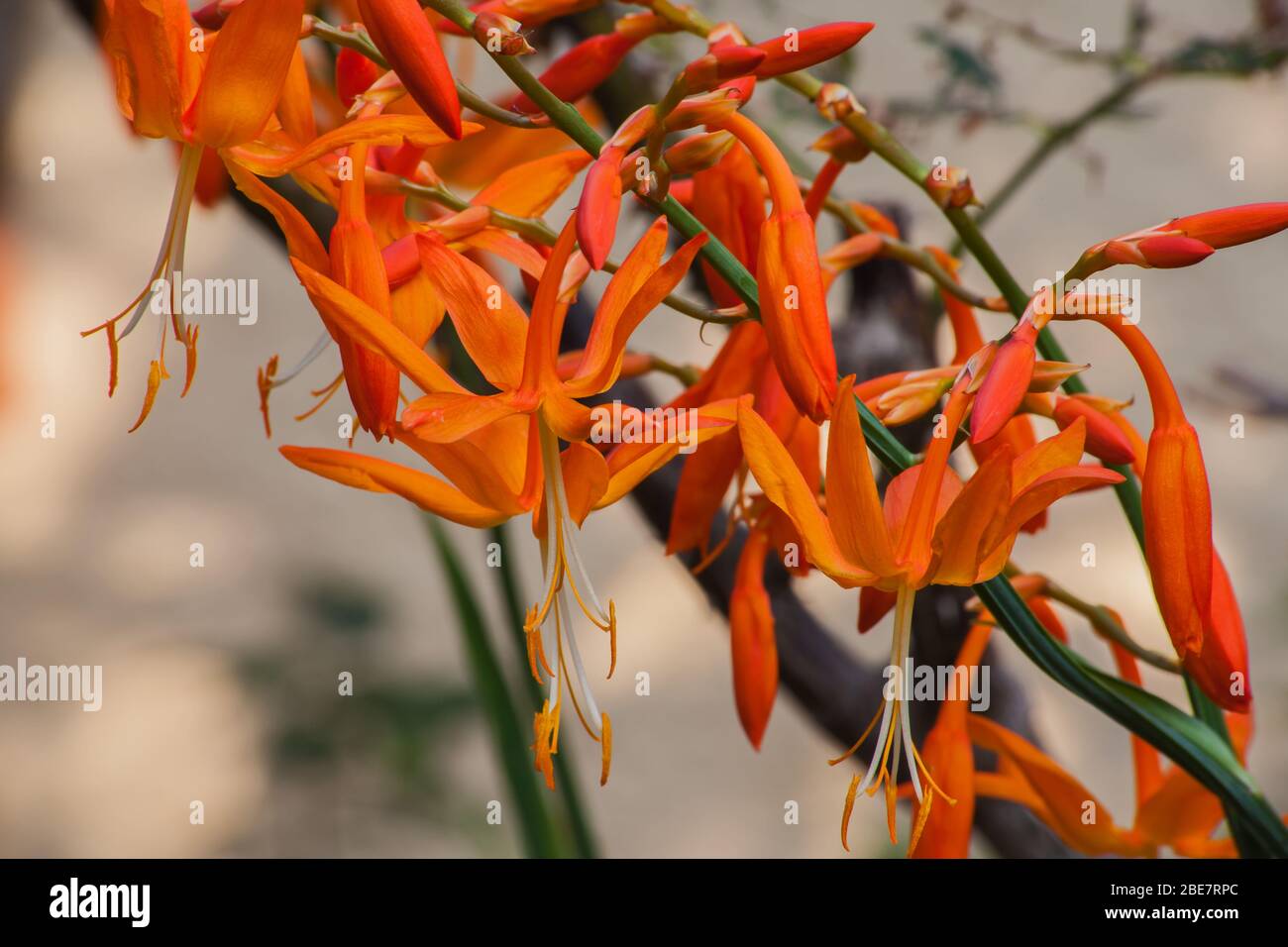 Falling Star Crocemia aurea 6065 Foto Stock