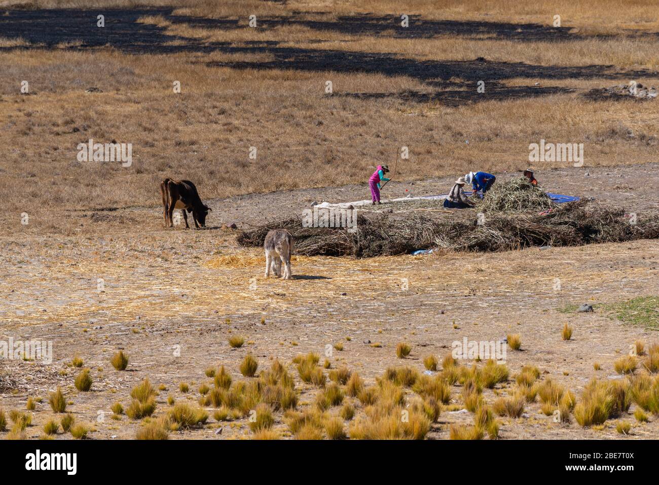 Agricoltura nella regione di Altiplano, Penisola Huata, Dipartimento la Paz, Bolivia, America Latina Foto Stock
