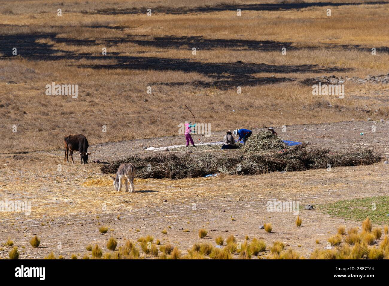 Agricoltura nella regione di Altiplano, Penisola Huata, Dipartimento la Paz, Bolivia, America Latina Foto Stock