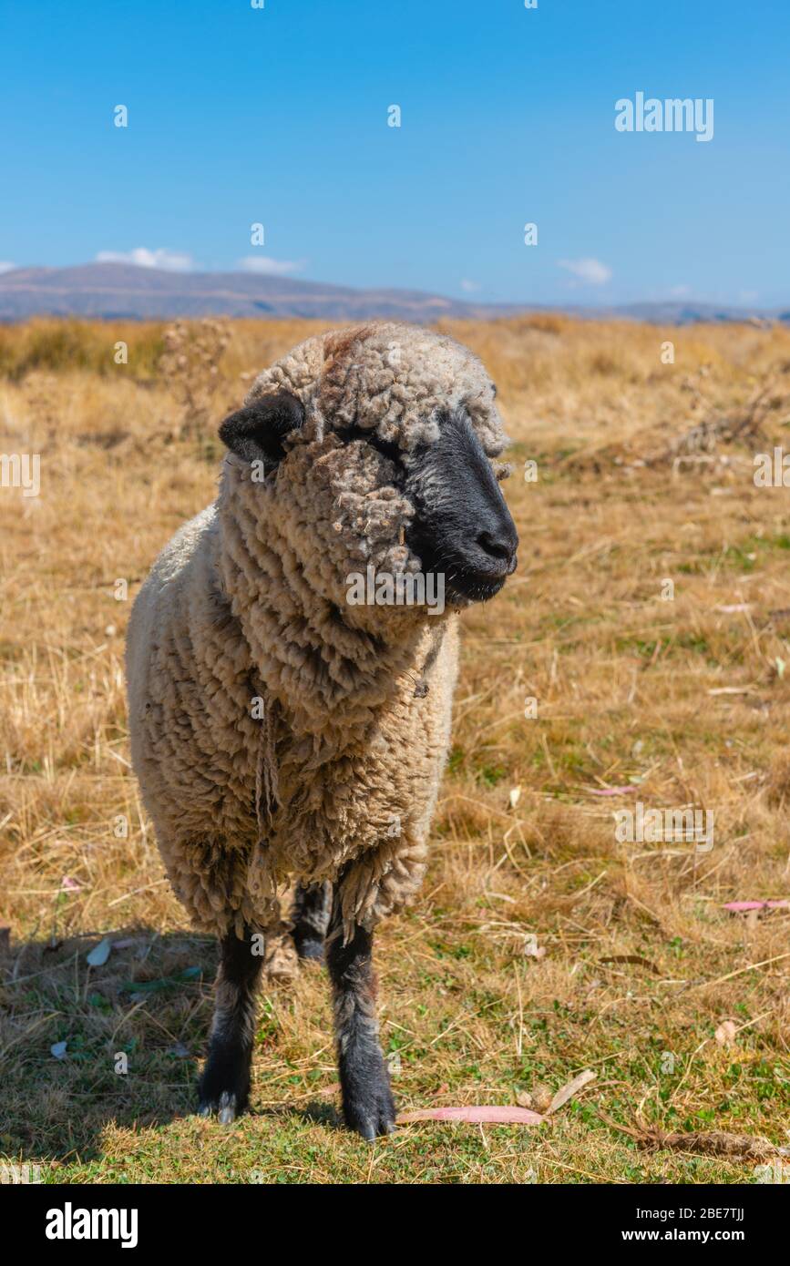 Pecora in piedi su un campo, Peninsula Huata, Dipartimento la Paz, Bolivia, America Latina Foto Stock
