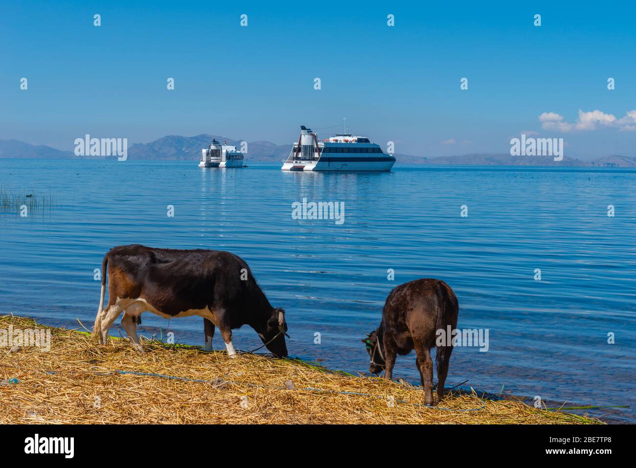 Due mucche che che si trastano sulle rive del Lago Teccaca, Penisola Huata, Dipartimento la Paz, Bolivia, America Latina Foto Stock