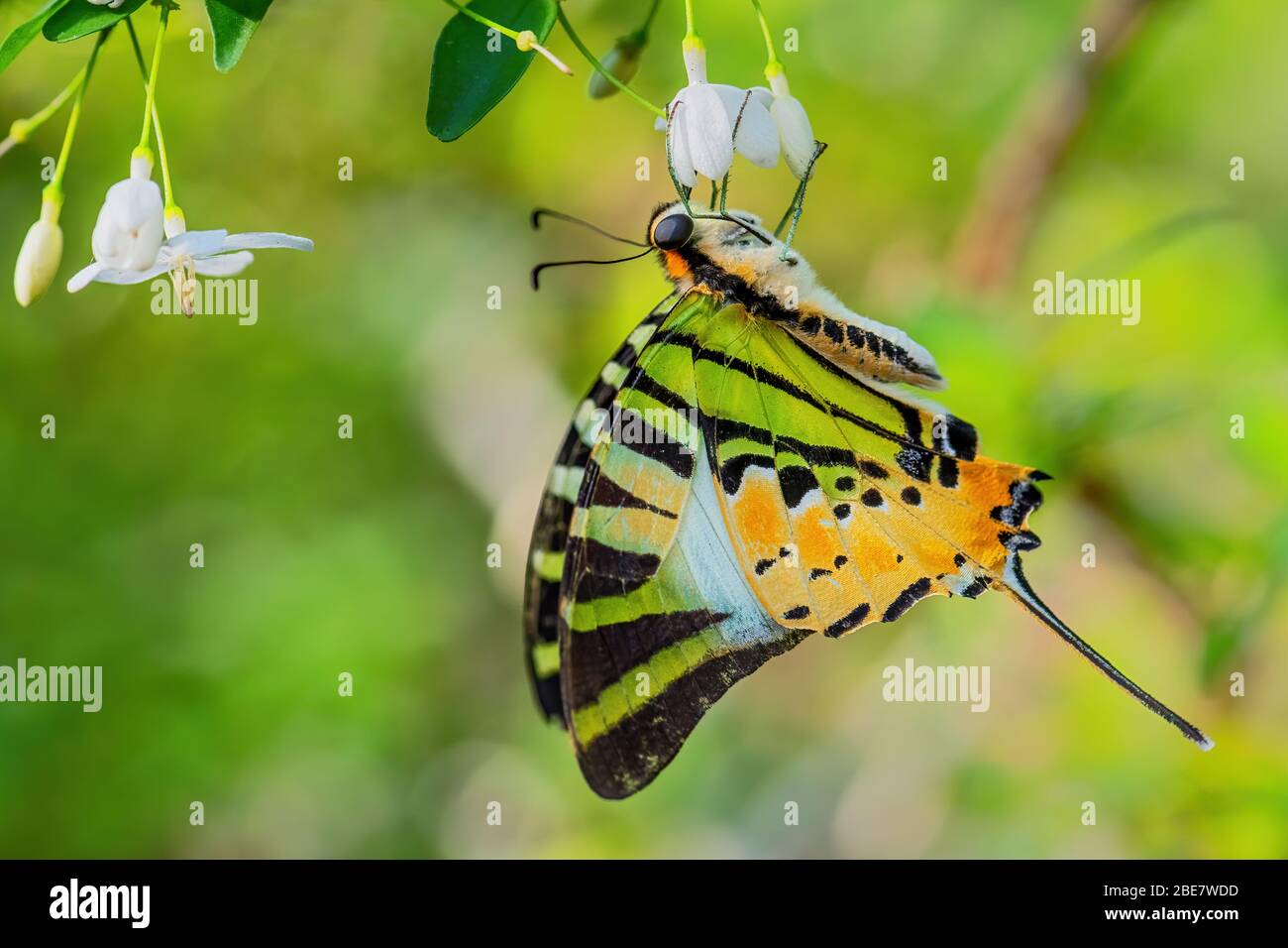 Five Bar Swordtail - Antithati graphium, bella farfalla colorata da prati asiatici nad boschi, Malesia. Foto Stock