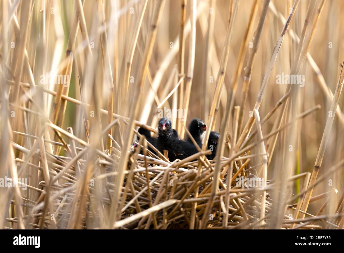 Nido di piccoli pulcini orhens Foto Stock