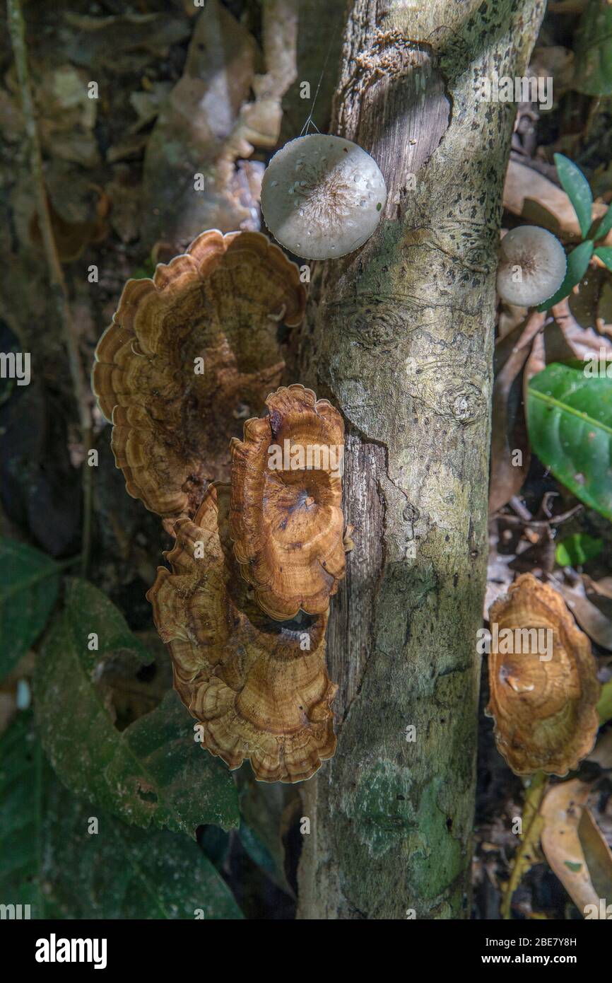 Funghi coda, trameti versicolor, Koh Rong Samloem, Cambogia. Foto Stock