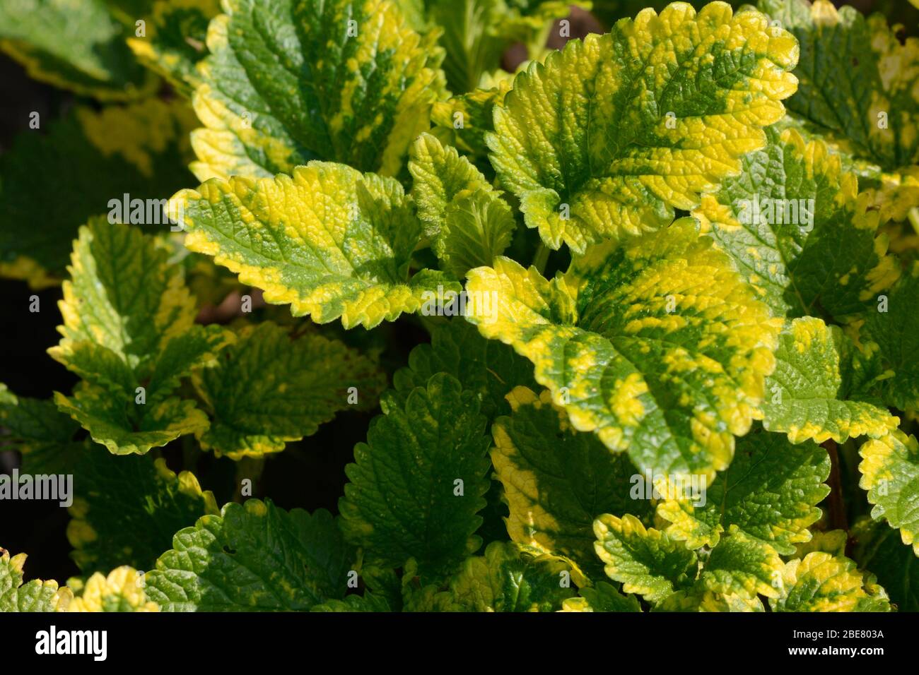 Balsamo di limone variegato Melissa officinalis variegata almo limone variegato erbe Foto Stock