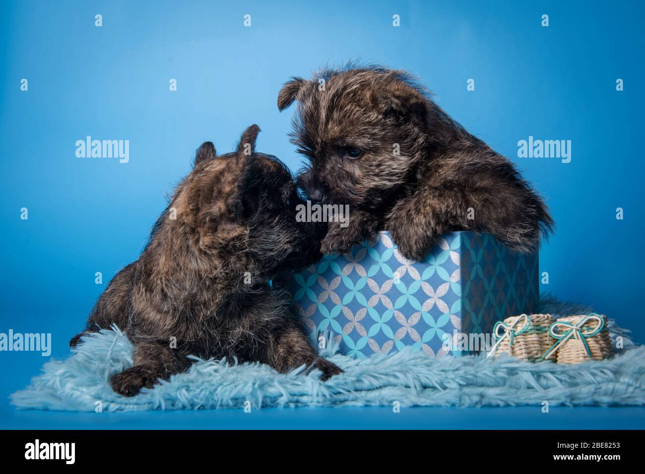 Due cani cagnolini Cairn Terrier si baciano Foto stock - Alamy