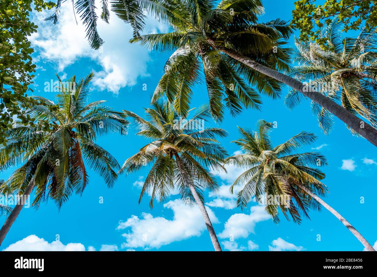 Rami di palme da cocco, dal basso verso l'alto, cielo blu e molti alberi di palme da parati Foto Stock