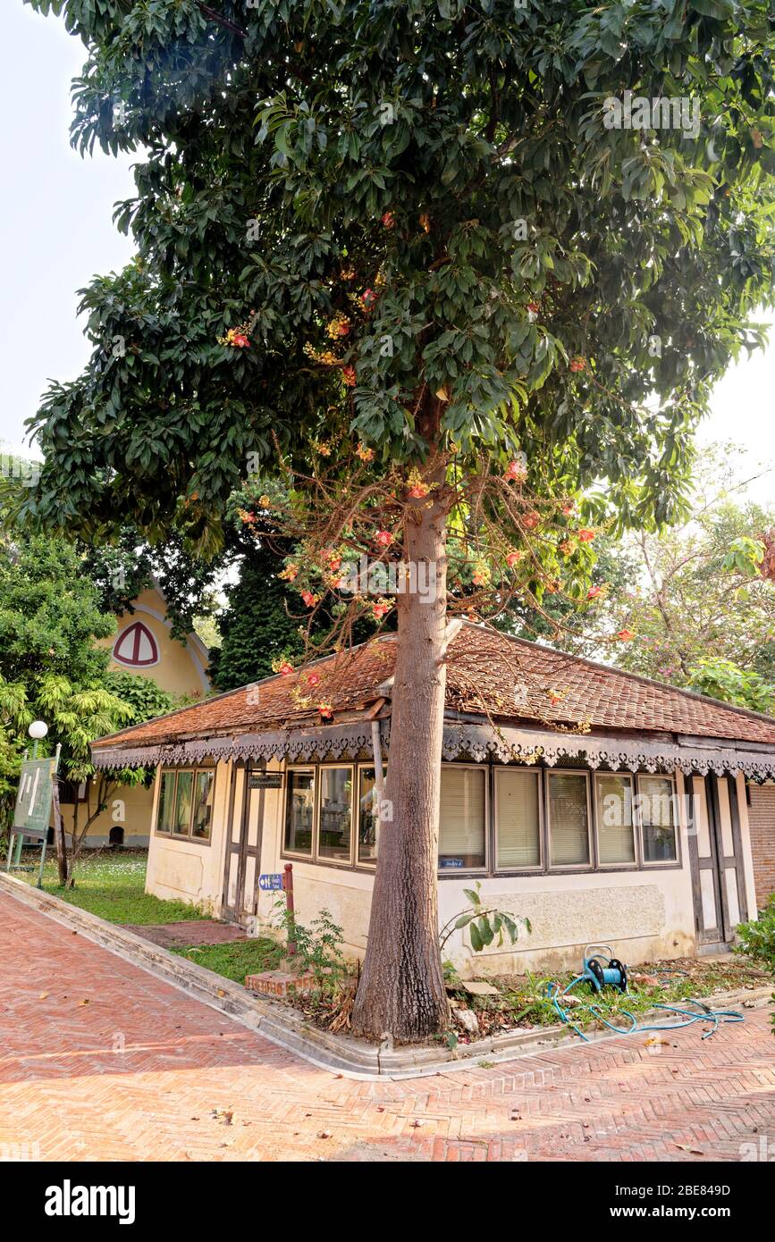 Albero di Cannonball (Couroupita guianensis Aubl). Porta frutti e fiori Foto Stock