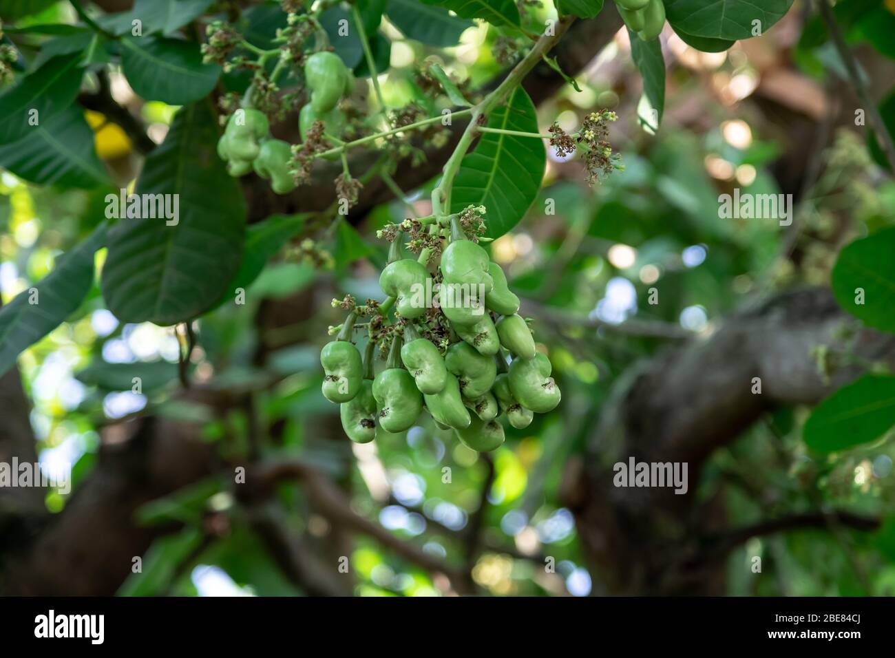 Frutta verde di noci di cashew sull'albero di cashew Foto Stock