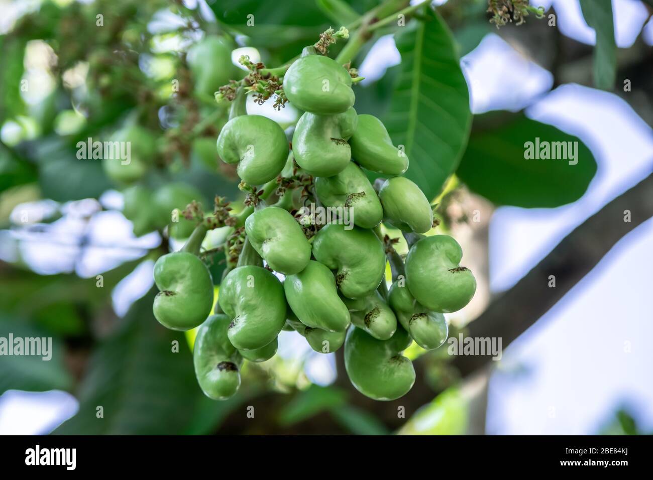 Frutta verde di noci di cashew sull'albero di cashew Foto Stock