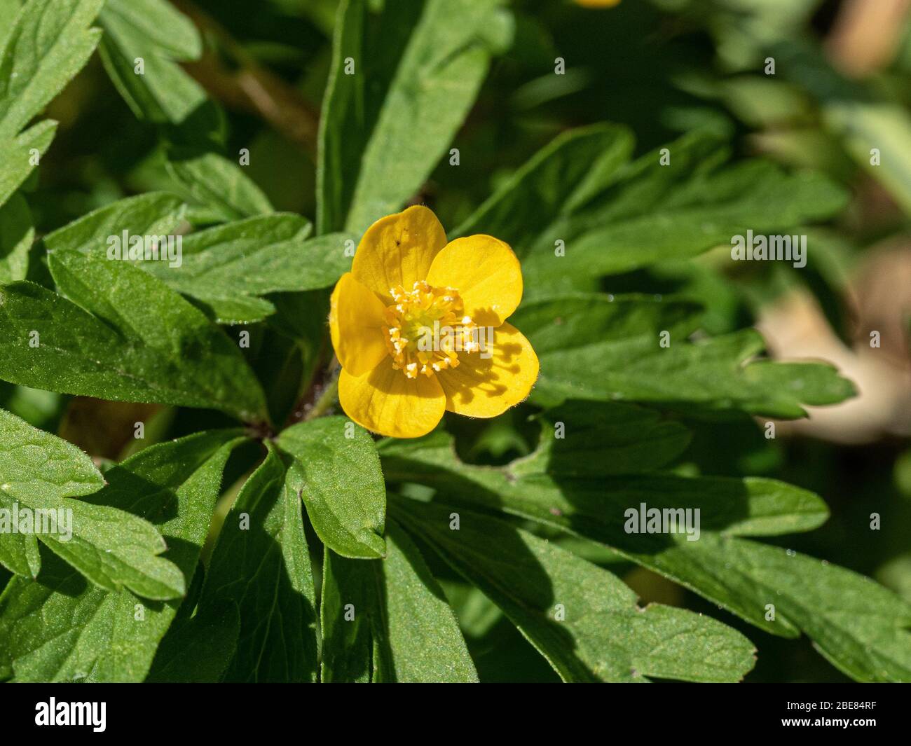 Primo piano di un singolo fiore giallo di ranunculoides Anemone Foto Stock